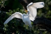 Ardea-alba;Egret;Great-Egret;Nest;Nesting;Nesting-Bird;Offspring;aerie;chick;chi